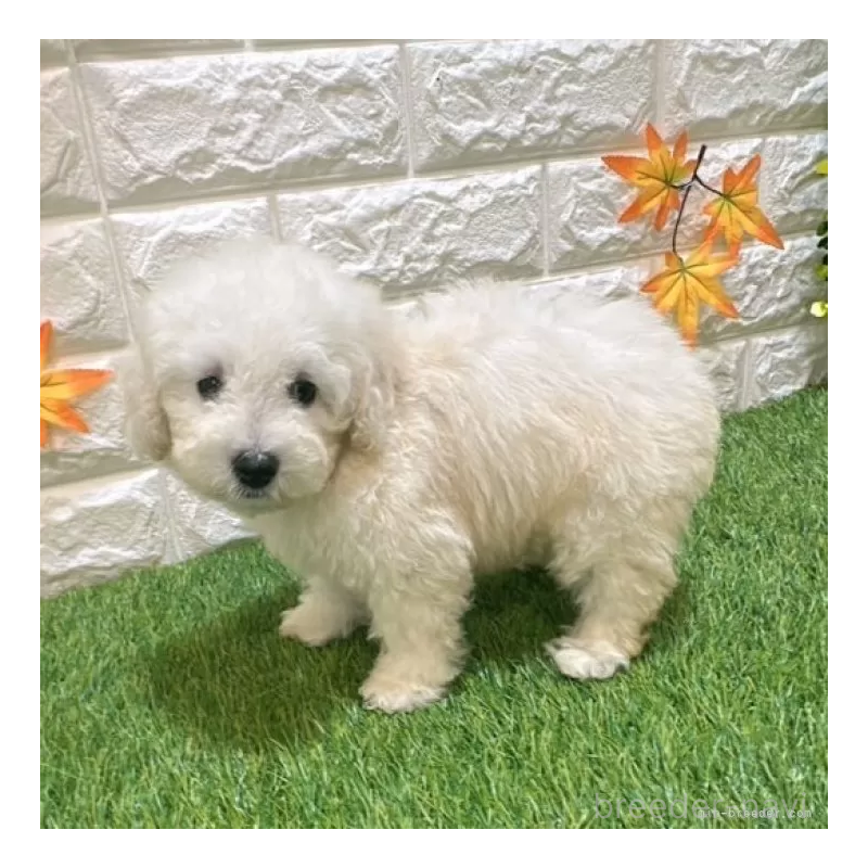 成約済の愛知県のトイプードル-413172の5枚目