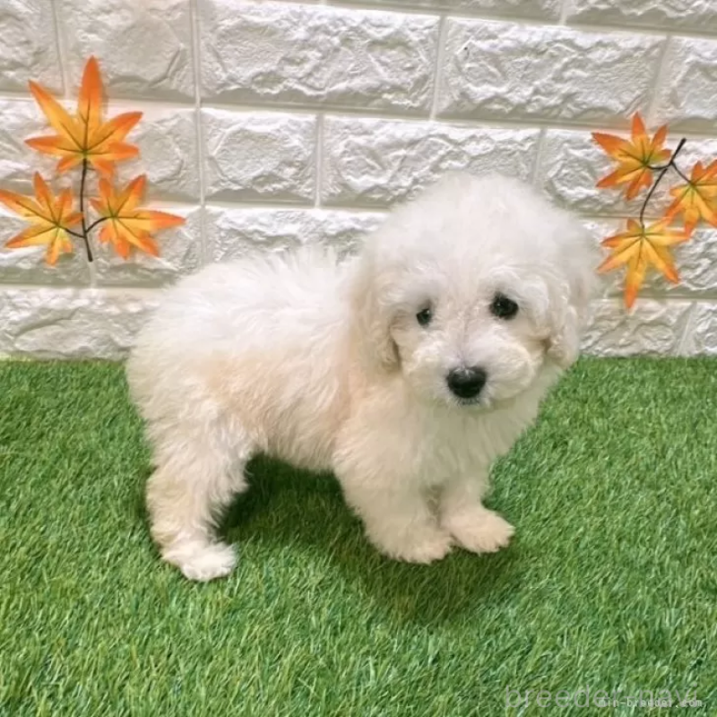 成約済の愛知県のトイプードル-413172の4枚目