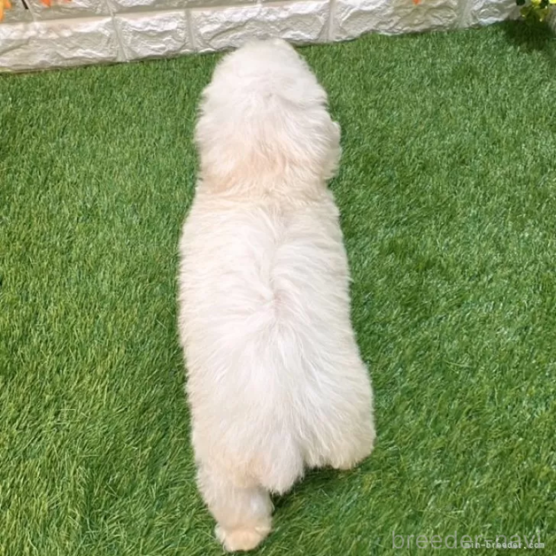 成約済の愛知県のトイプードル-413172の2枚目