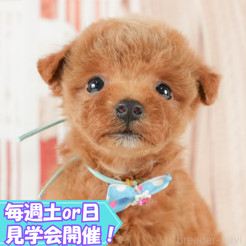販売中の静岡県のトイプードル-415580