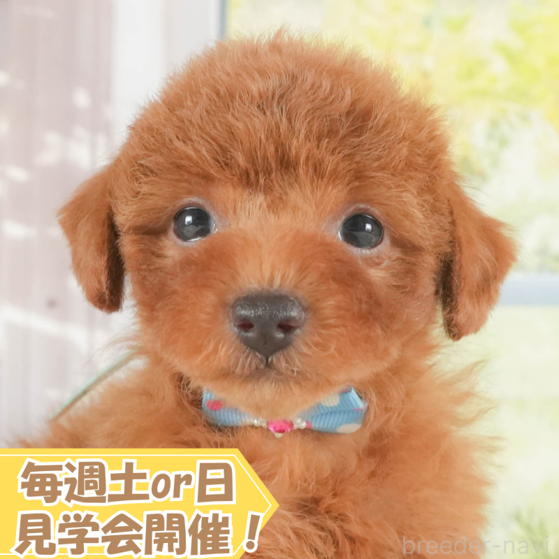 販売中の静岡県のトイプードル-411113