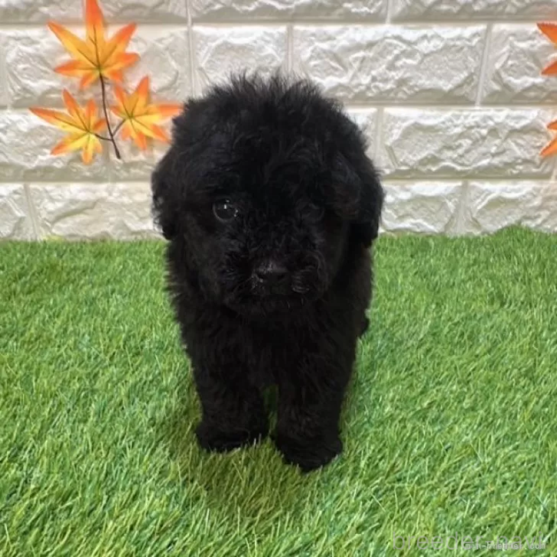 成約済の愛知県のトイプードル-414847