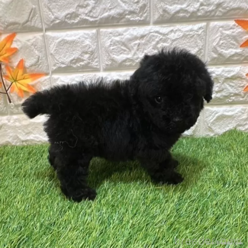 成約済の愛知県のトイプードル-414847の4枚目