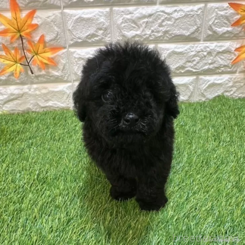 成約済の愛知県のトイプードル-414847の3枚目