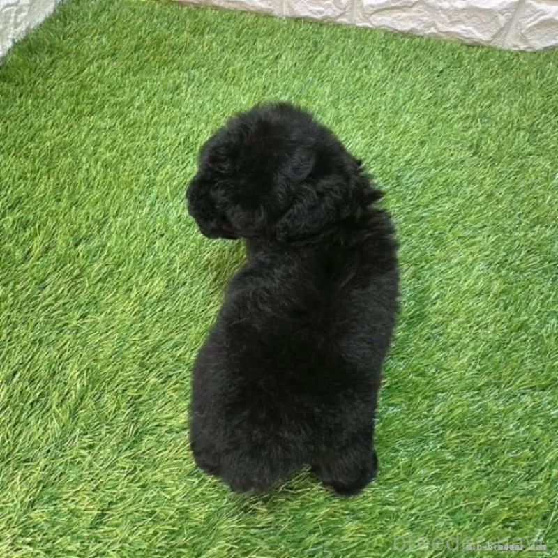 成約済の愛知県のトイプードル-414847の2枚目