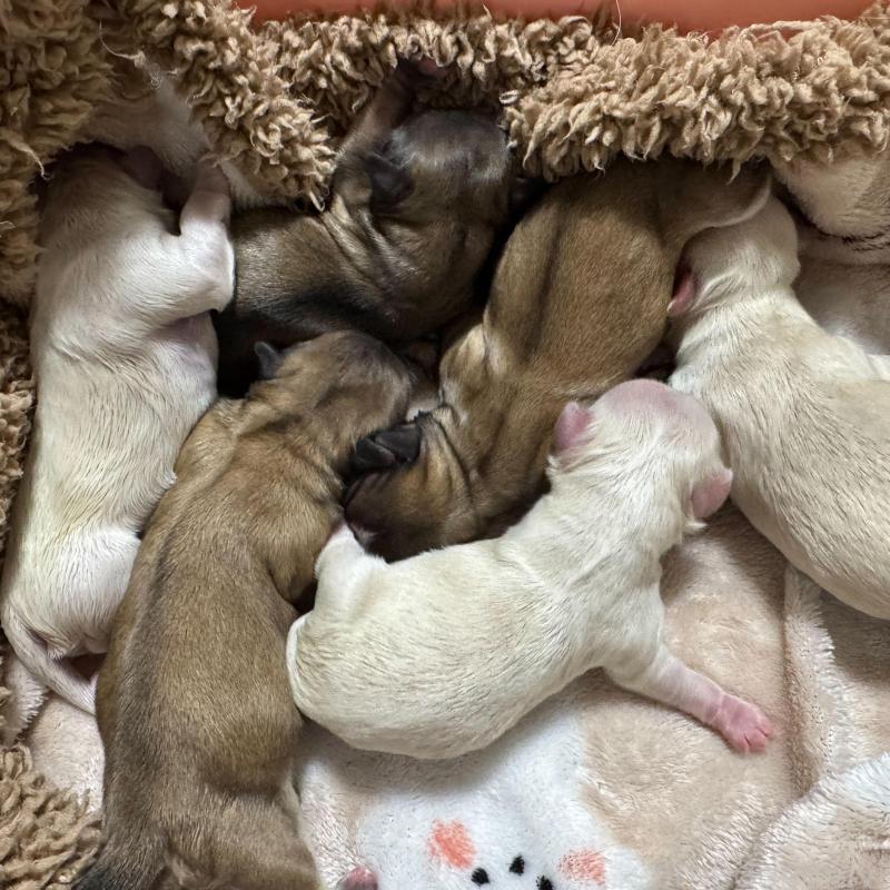 販売中の埼玉県のミックス犬-416088