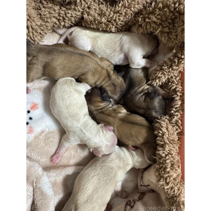 販売中の埼玉県のミックス犬-416088の2枚目