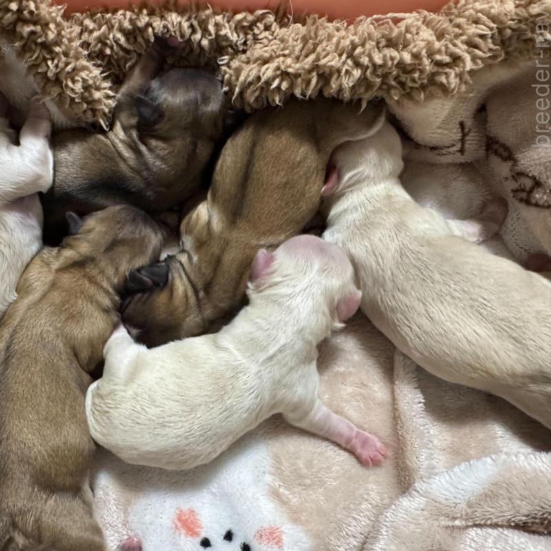 販売中の埼玉県のミックス犬-416090の1枚目