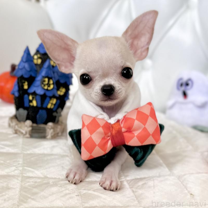 成約済の福岡県のチワワ(スムースコート)-405182の18枚目