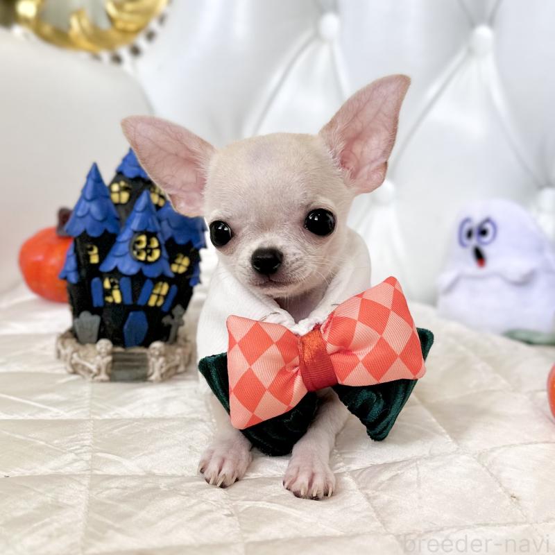 成約済の福岡県のチワワ(スムースコート)-405182の17枚目