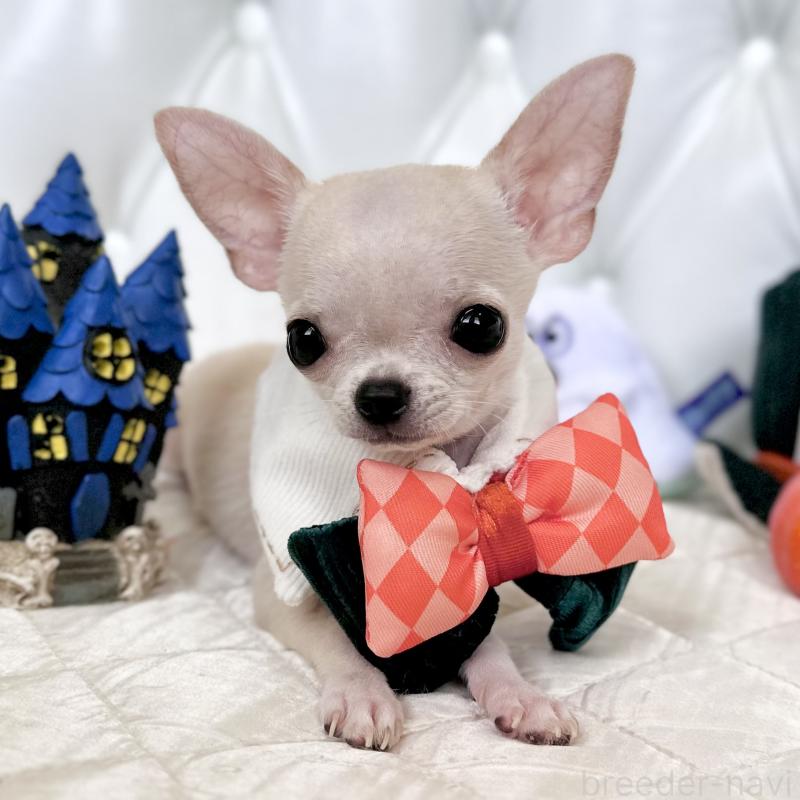 成約済の福岡県のチワワ(スムースコート)-405182の16枚目