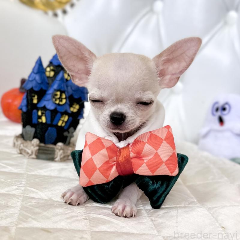 成約済の福岡県のチワワ(スムースコート)-405182の15枚目