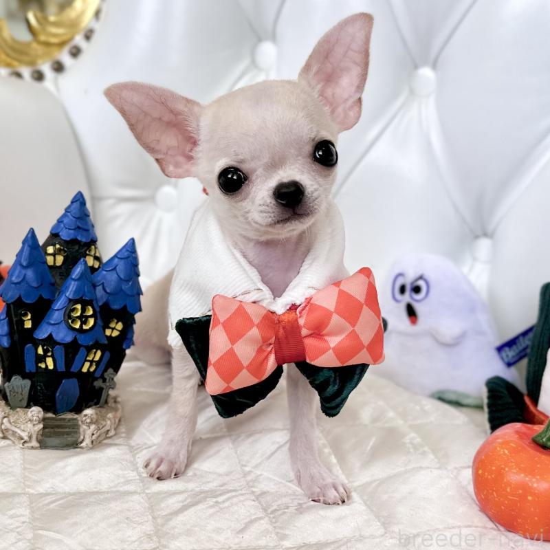 成約済の福岡県のチワワ(スムースコート)-405182の14枚目