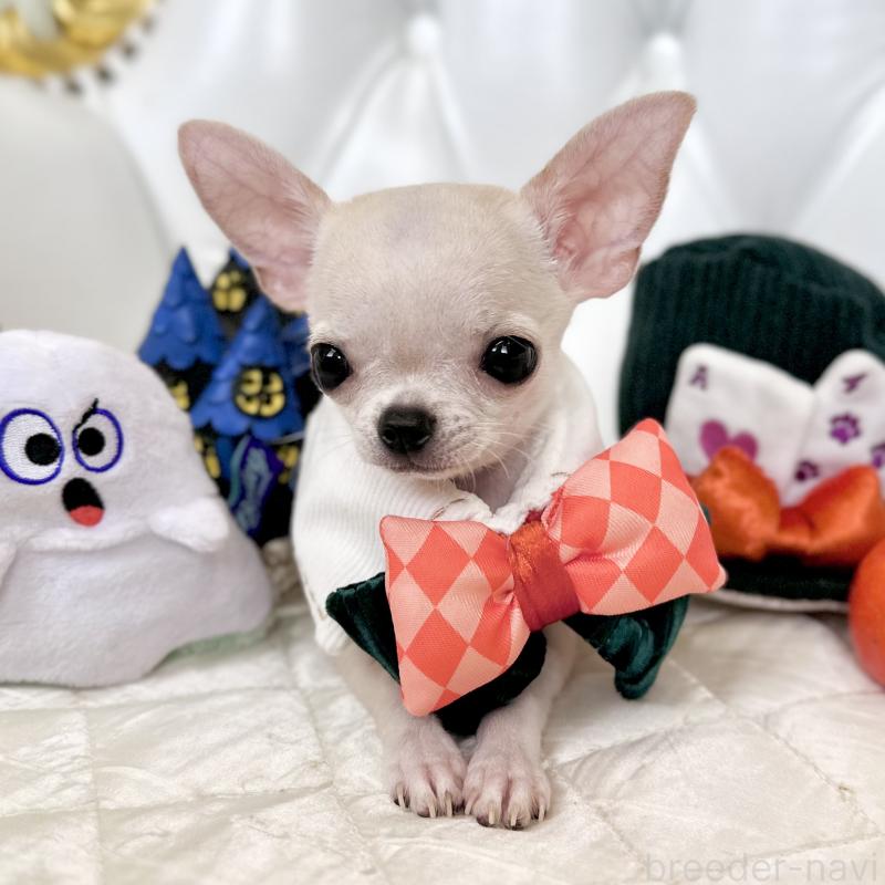 成約済の福岡県のチワワ(スムースコート)-405182の13枚目