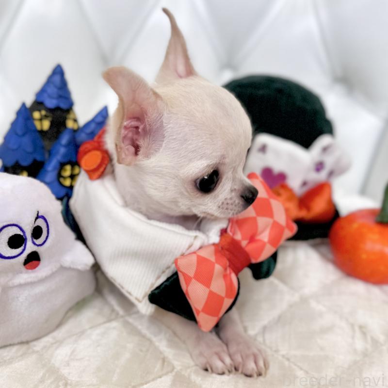 成約済の福岡県のチワワ(スムースコート)-405182の12枚目