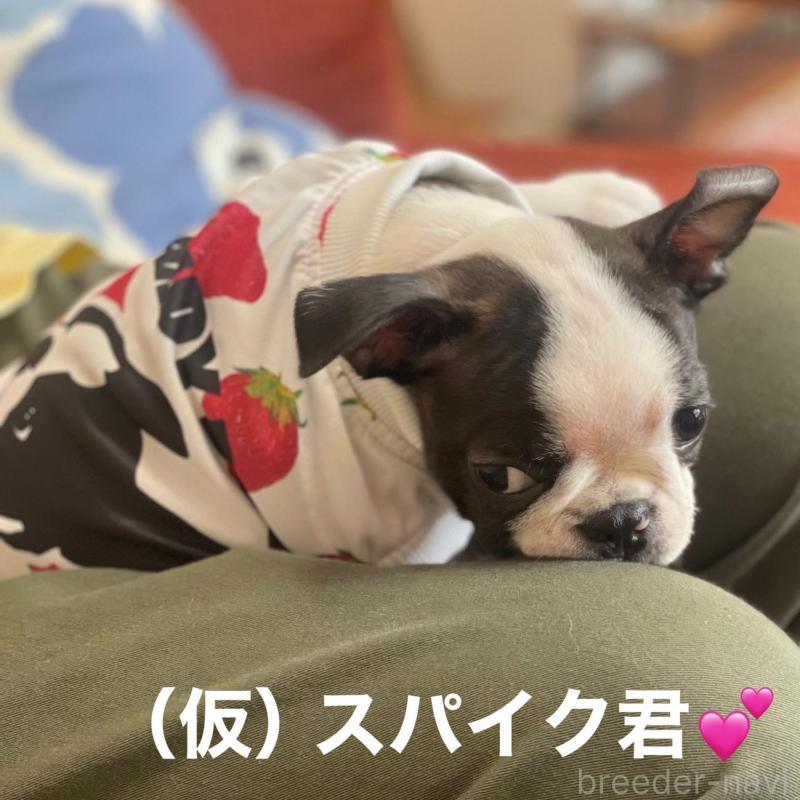 販売中の静岡県のボストンテリア-416098の2枚目