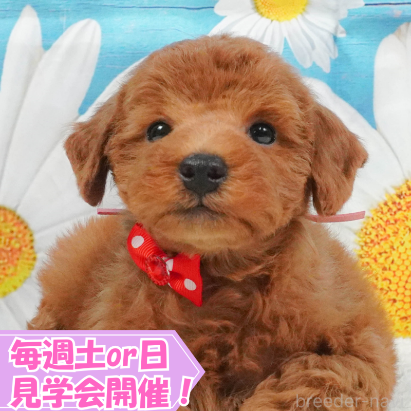 成約済の静岡県のトイプードル-401355の1枚目