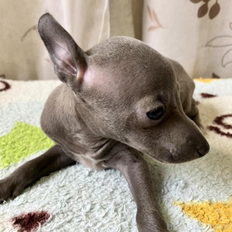 販売中の静岡県のイタリアングレーハウンド(イタグレ)-416111の3枚目
