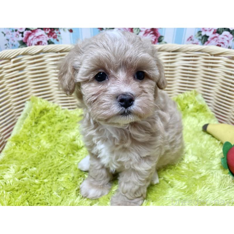 成約済の秋田県のマルプー:マルチーズ×トイプードル-412989の2枚目
