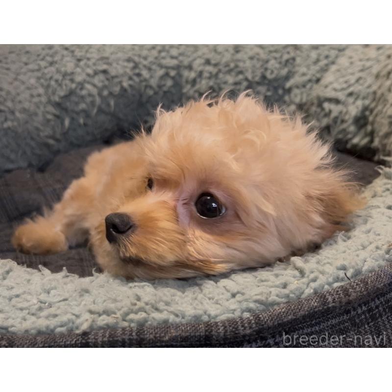 販売中の埼玉県のミックス犬-387220の27枚目