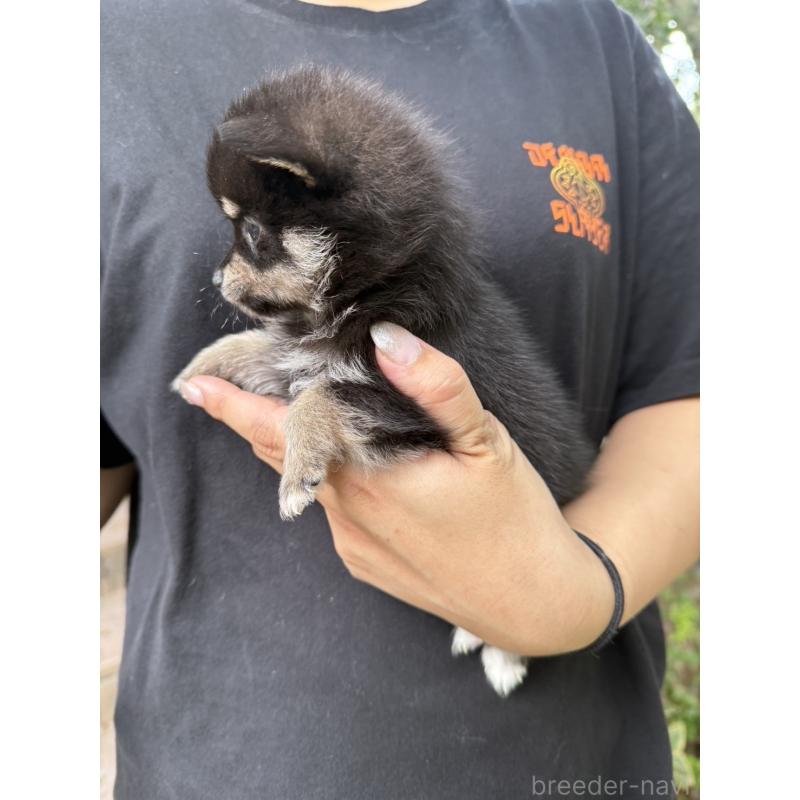 販売中の岡山県のミックス犬-416118の7枚目