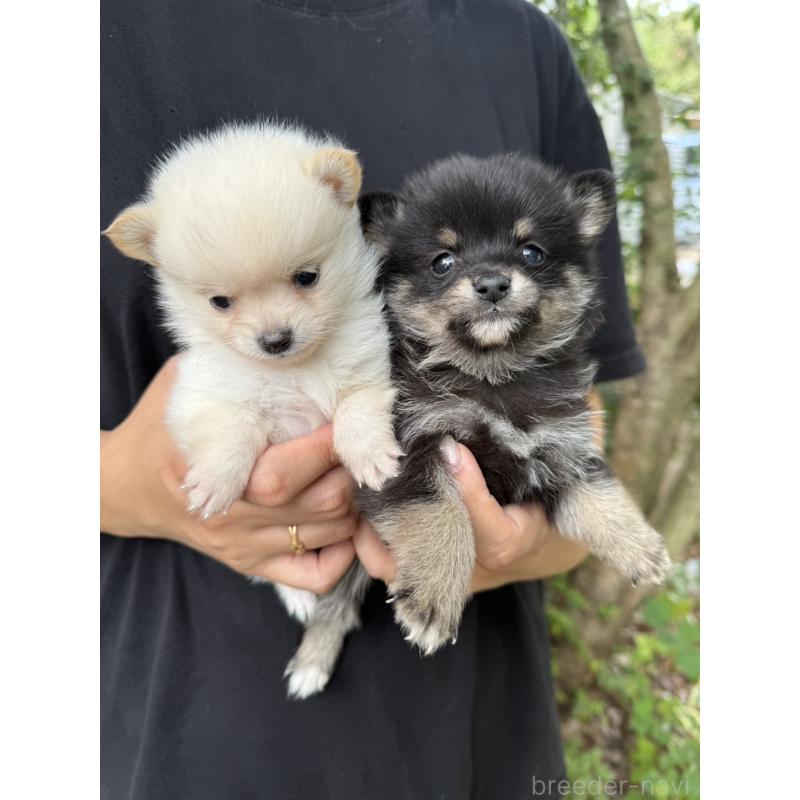 販売中の岡山県のミックス犬-416118の6枚目