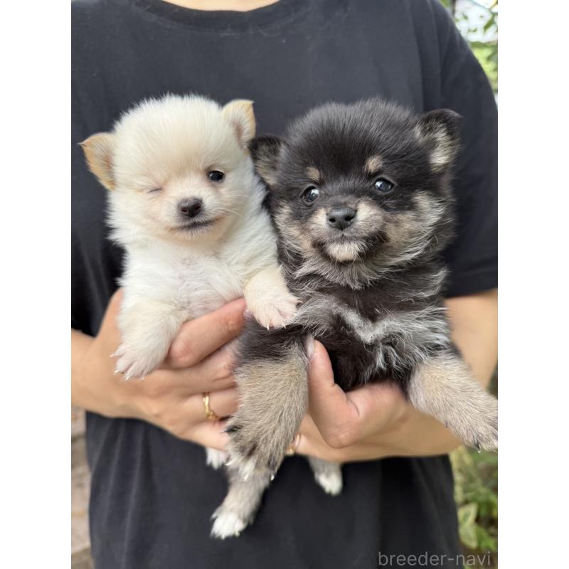 販売中の岡山県のミックス犬-416118の5枚目