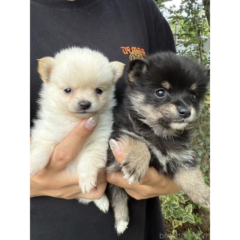 販売中の岡山県のミックス犬-416118の4枚目
