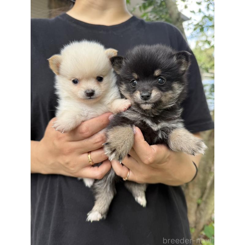 販売中の岡山県のミックス犬-416118の3枚目