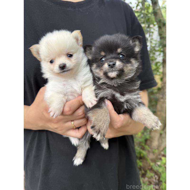 販売中の岡山県のミックス犬-416118の2枚目