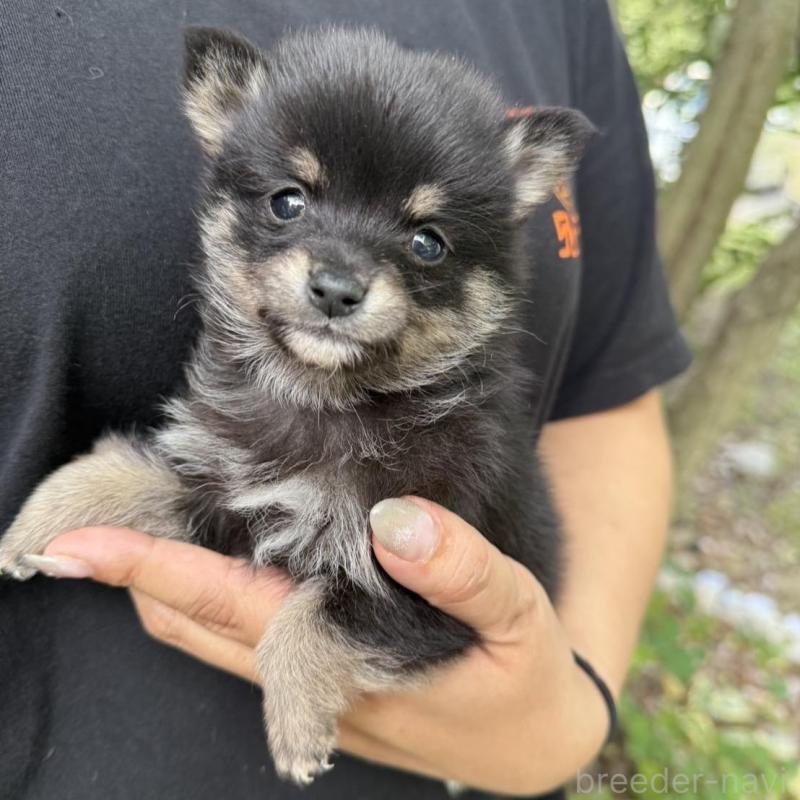 販売中の岡山県のミックス犬-416118の1枚目
