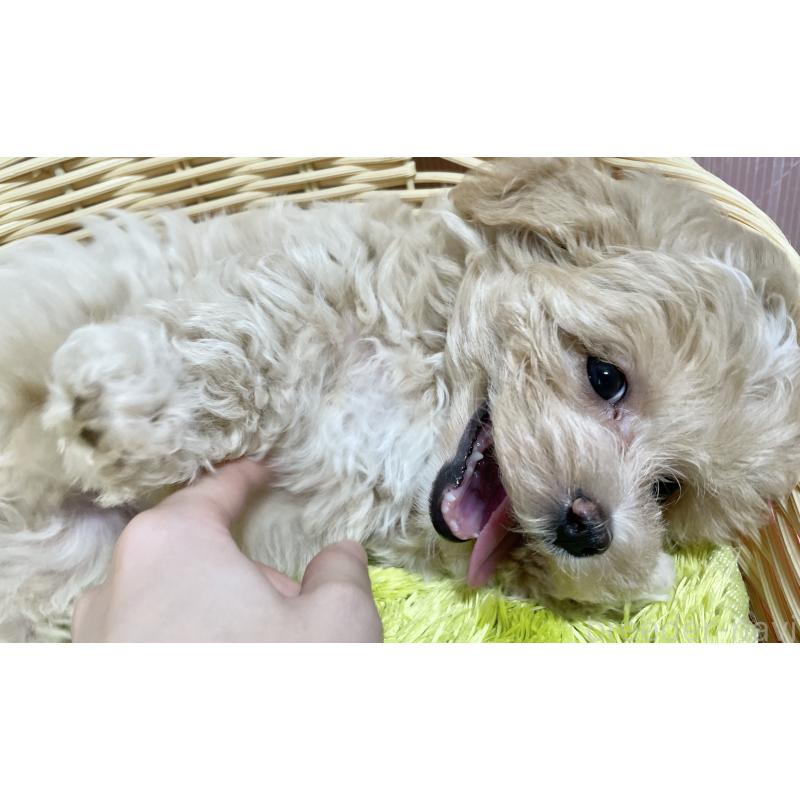 成約済の秋田県のマルプー:マルチーズ×トイプードル-412988の10枚目