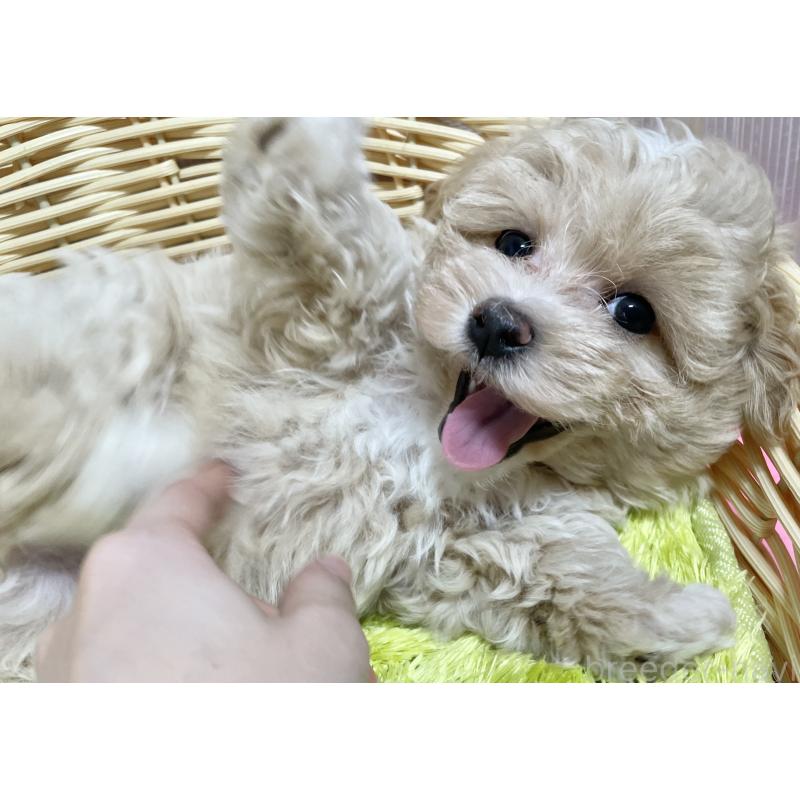 商談中の秋田県のマルプー:マルチーズ×トイプードル-412988