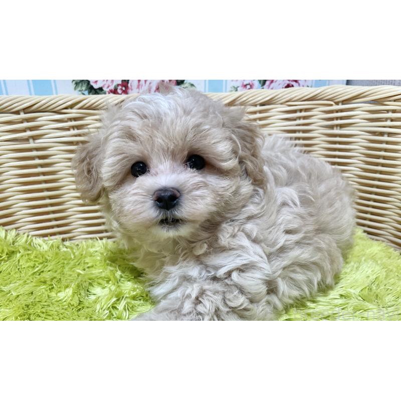 成約済の秋田県のマルプー:マルチーズ×トイプードル-412988の9枚目