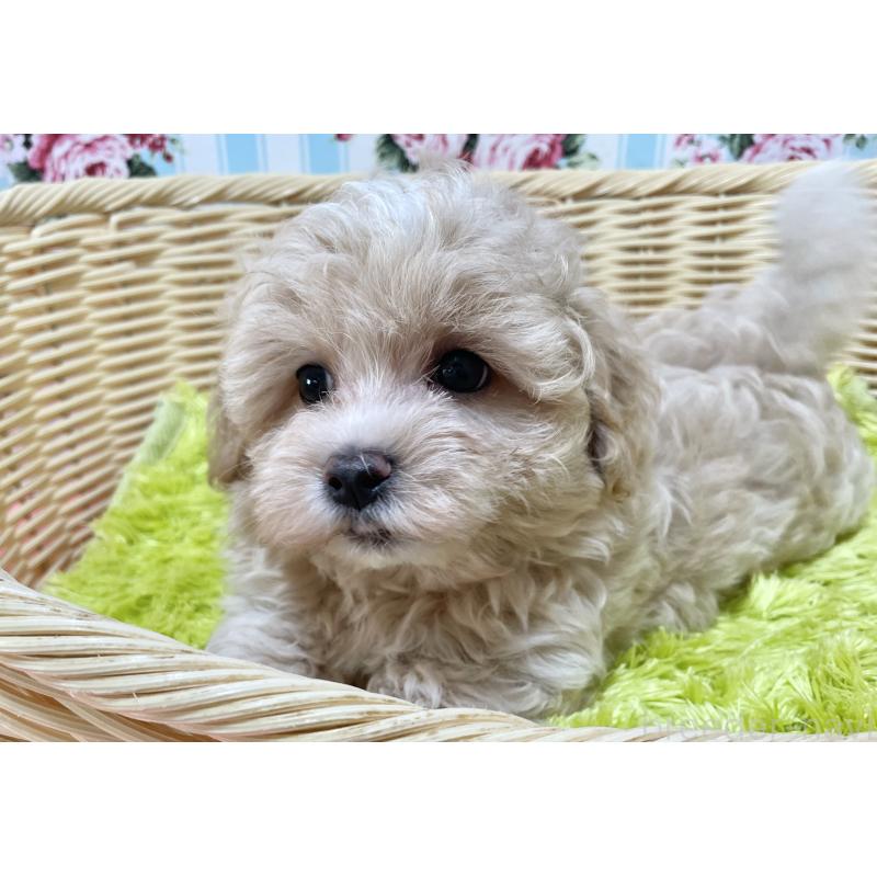 成約済の秋田県のマルプー:マルチーズ×トイプードル-412988の7枚目