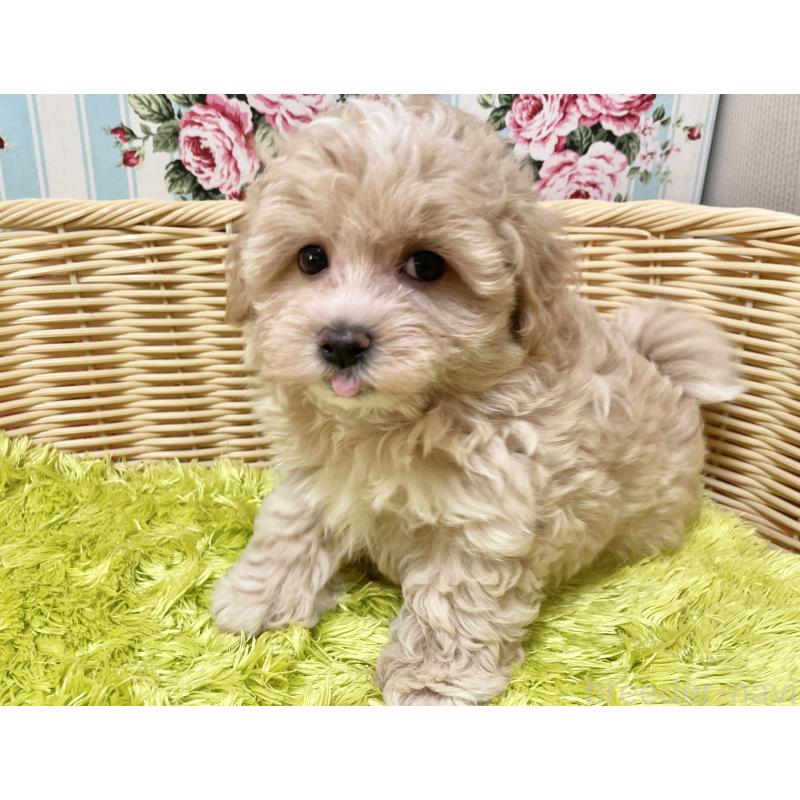 成約済の秋田県のマルプー:マルチーズ×トイプードル-412988の6枚目