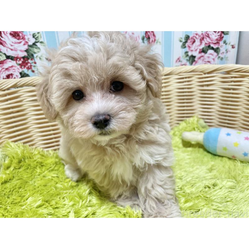 成約済の秋田県のマルプー:マルチーズ×トイプードル-412988の4枚目
