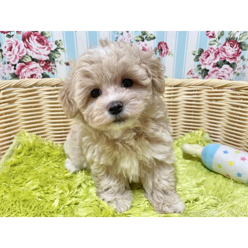成約済の秋田県のマルプー:マルチーズ×トイプードル-412988の3枚目