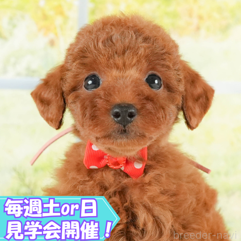 成約済の静岡県のトイプードル-415506の1枚目