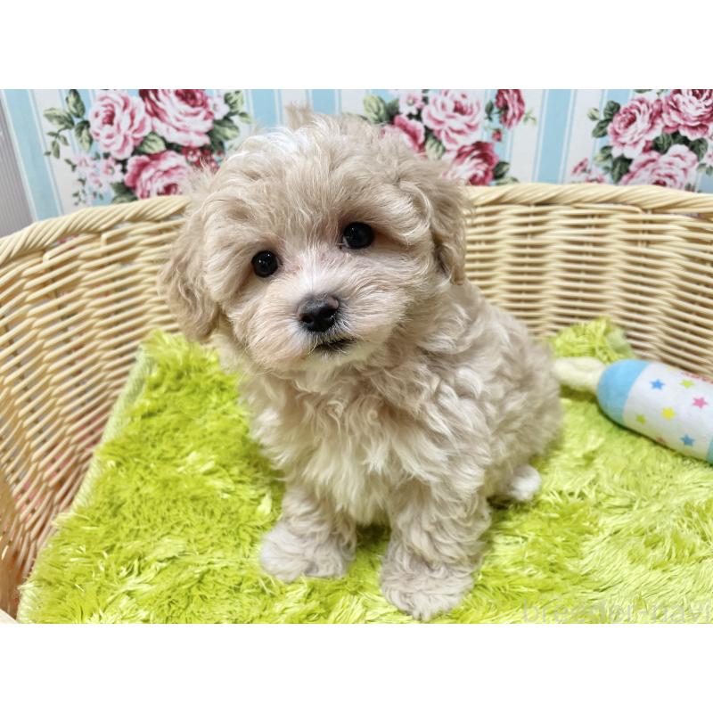 成約済の秋田県のマルプー:マルチーズ×トイプードル-412988の2枚目