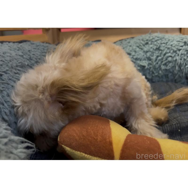販売中の埼玉県のミックス犬-387220の25枚目