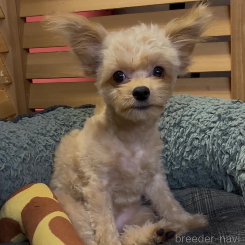 販売中の埼玉県のミックス犬-387220の24枚目