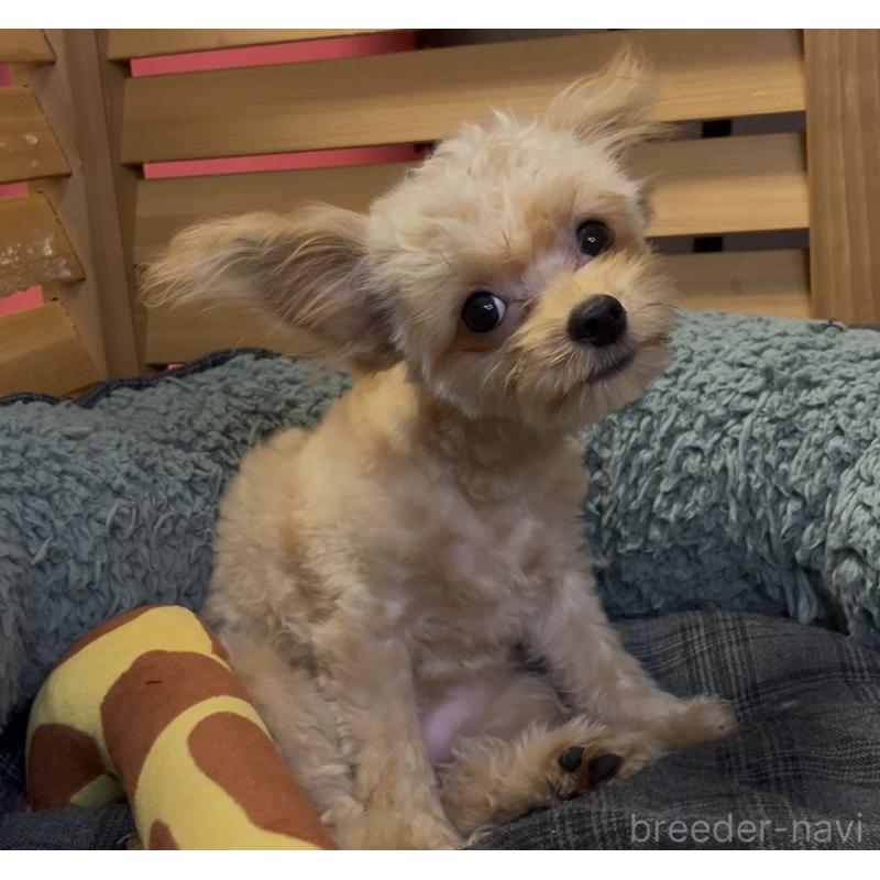 販売中の埼玉県のミックス犬-387220の21枚目
