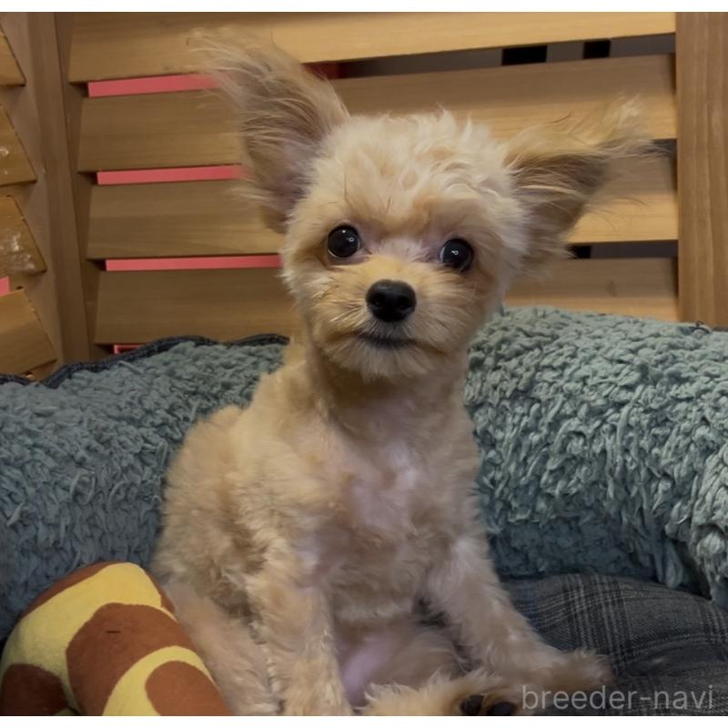 販売中の埼玉県のミックス犬-387220の20枚目