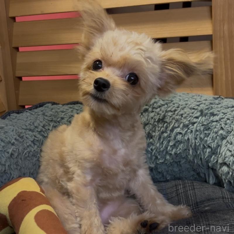 販売中の埼玉県のミックス犬-387220の19枚目