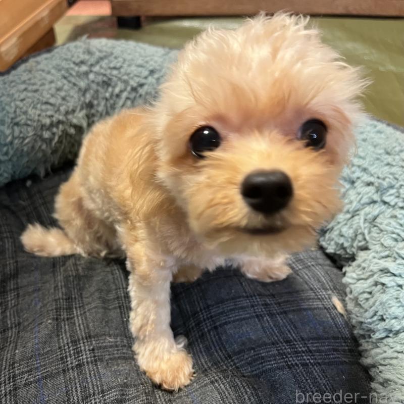 販売中の埼玉県のミックス犬-387220の18枚目