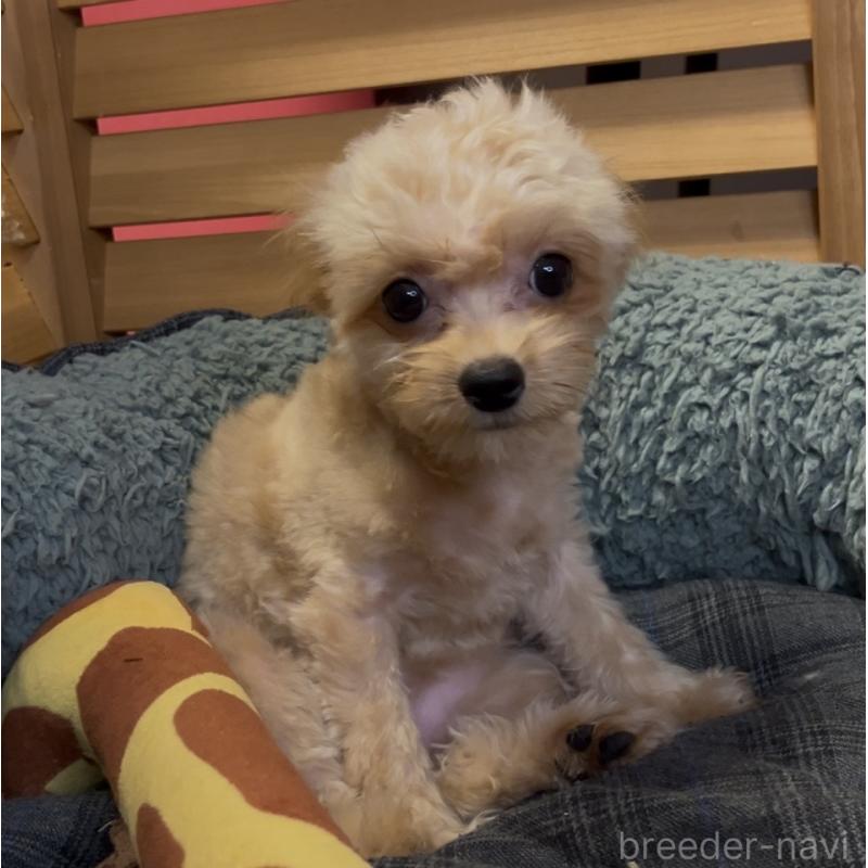 販売中の埼玉県のミックス犬-387220の17枚目
