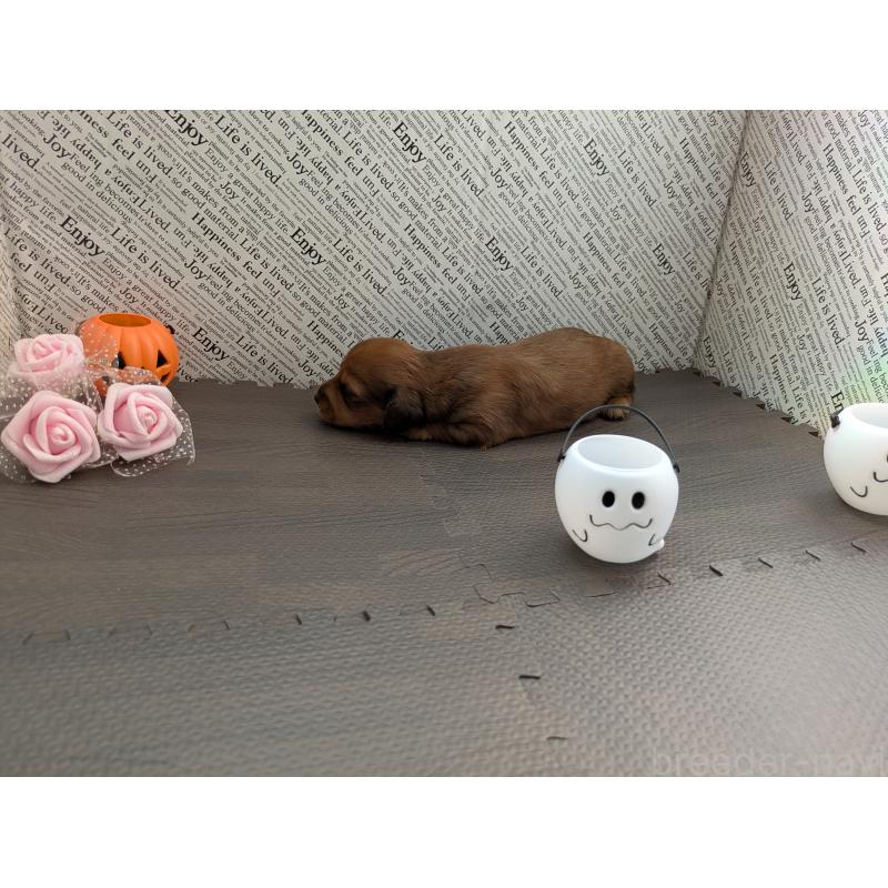 販売中の茨城県のカニンヘンダックスフンド(ロングヘアード)-416129の2枚目