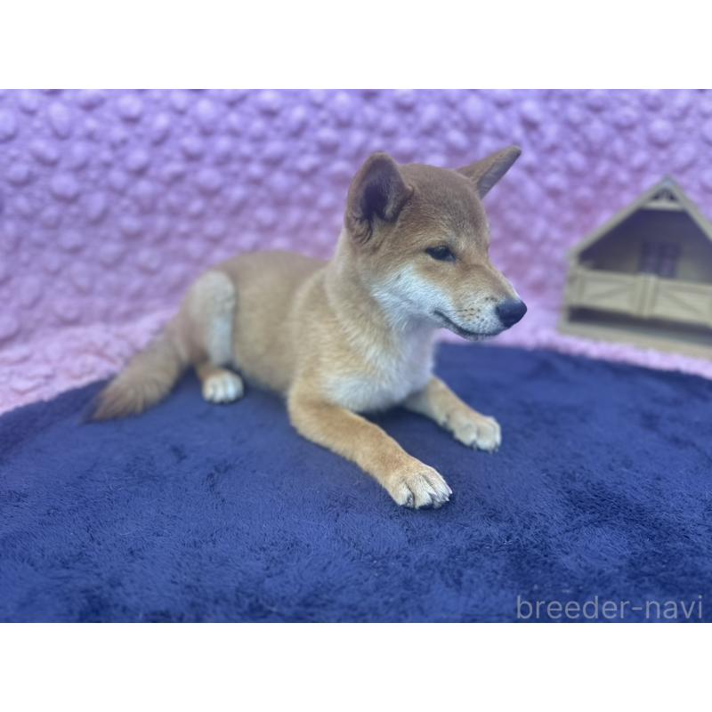 販売中の茨城県の柴犬-416130の11枚目