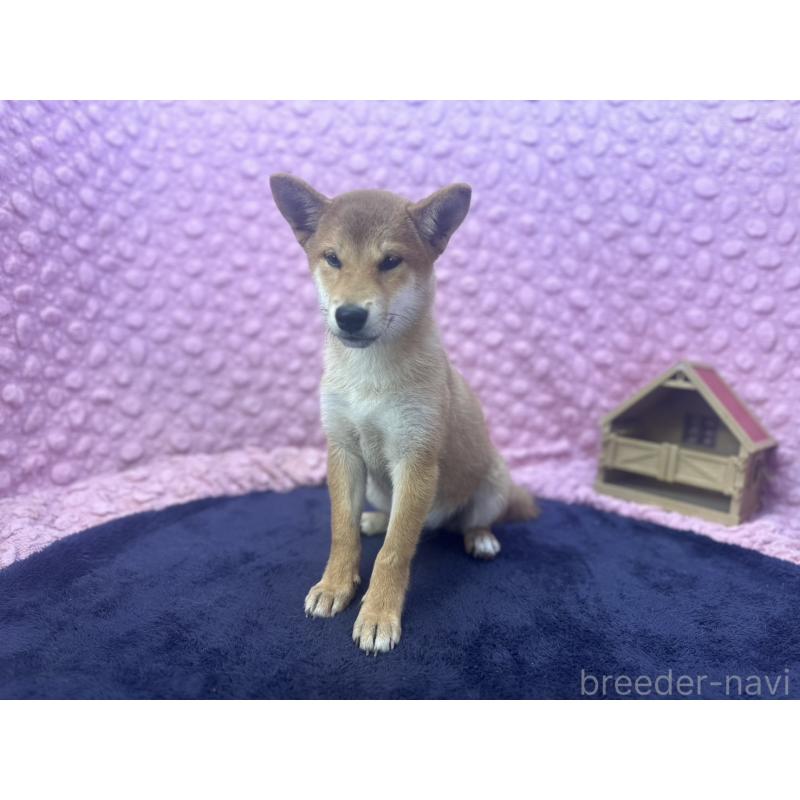 販売中の茨城県の柴犬-416130の10枚目